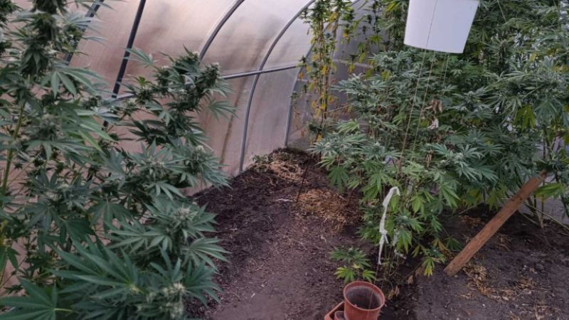 Варненската полиция арестува жена и двама мъже за наркотици за ден